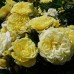 Trandafir floribunda Solero RR4